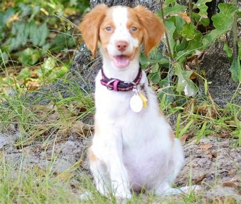 Pickup is in Innisfail AB (25 min from Red Deer) Last 2 pictures are of the parents. . Brittany spaniel rescue iowa
